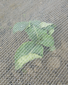 Tissu Revêtement Toile de Paillage anti mauvaises herbes 100g 1,1x100m 110m2