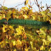 Filet pare-grêle pour le palissage des vignes d'Alphatex