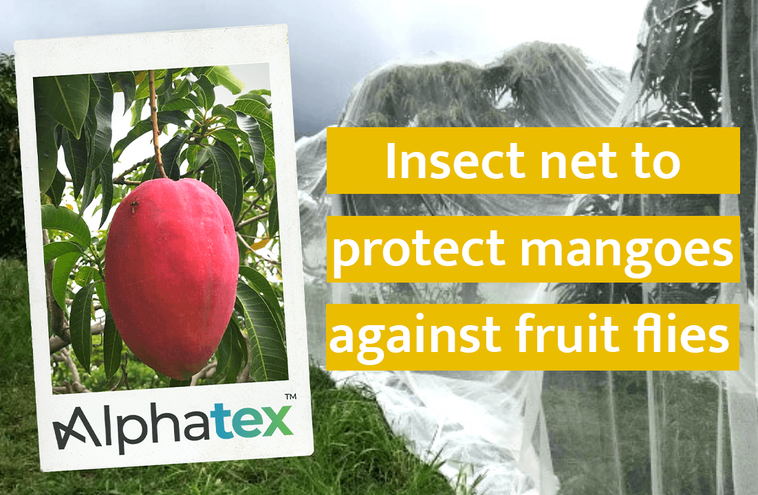 Insect net to protect mango trees against fruit flies