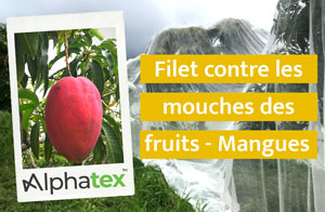 Filet pour protéger les manguiers de la mouche des fruits
