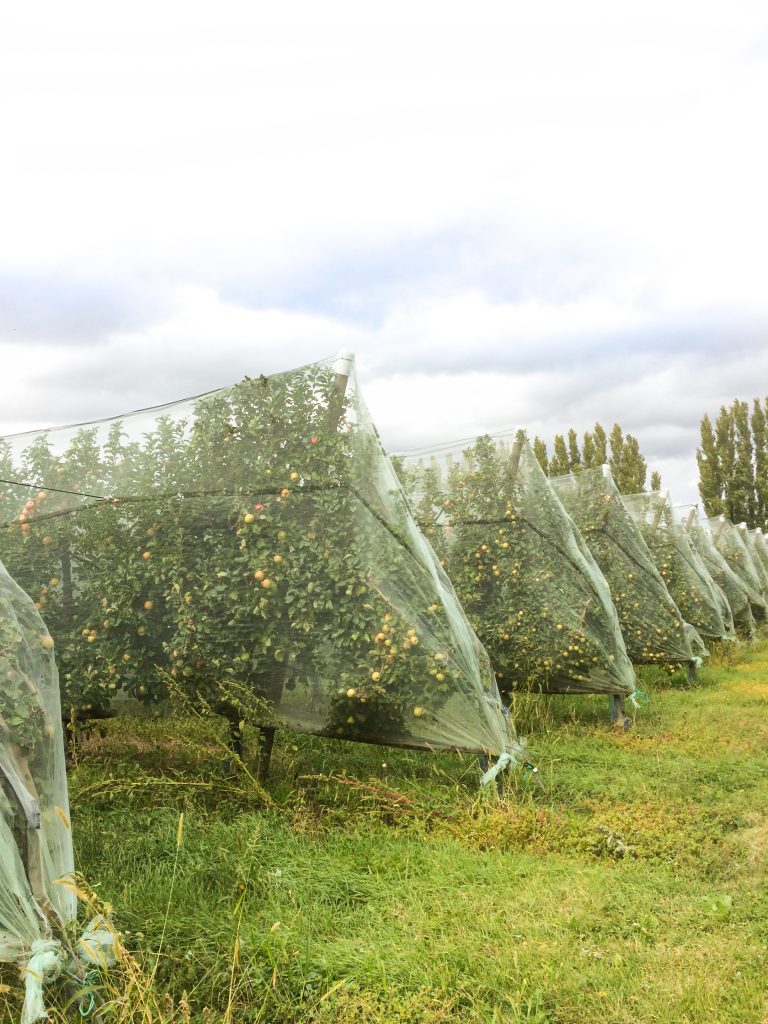 Filet Alt'Carpo posé en mono-rang sur un verger de pommes