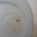 BIOTIS 450 - Insect net - Image 5