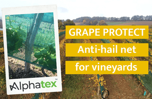 Hail netting for vineyard and grape