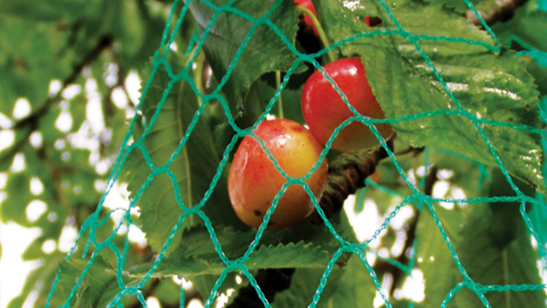 Redes anti-pajaros cultivos de frutes profesionales