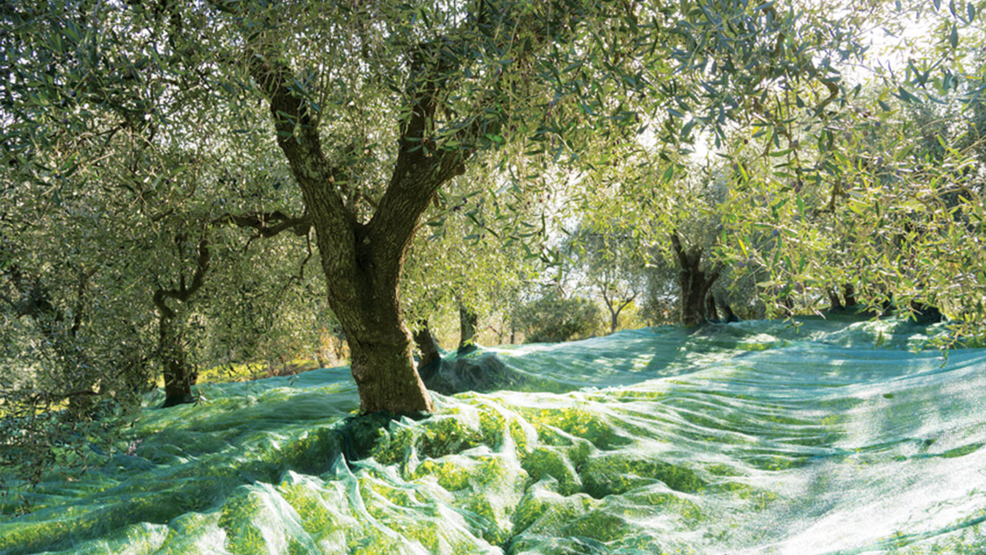Red de cosecha para profesionales oliva, castanas, nueces, avena y semillas del bosque