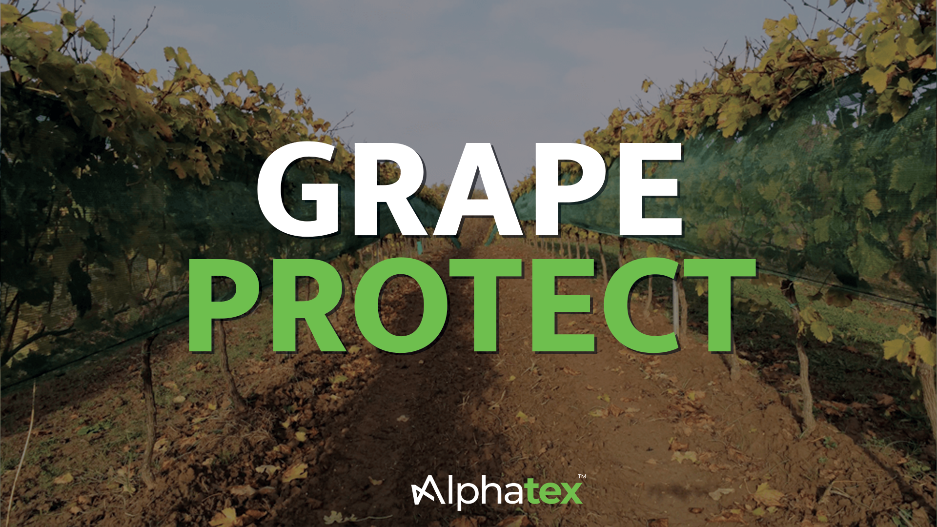 Miniature Grape Protect