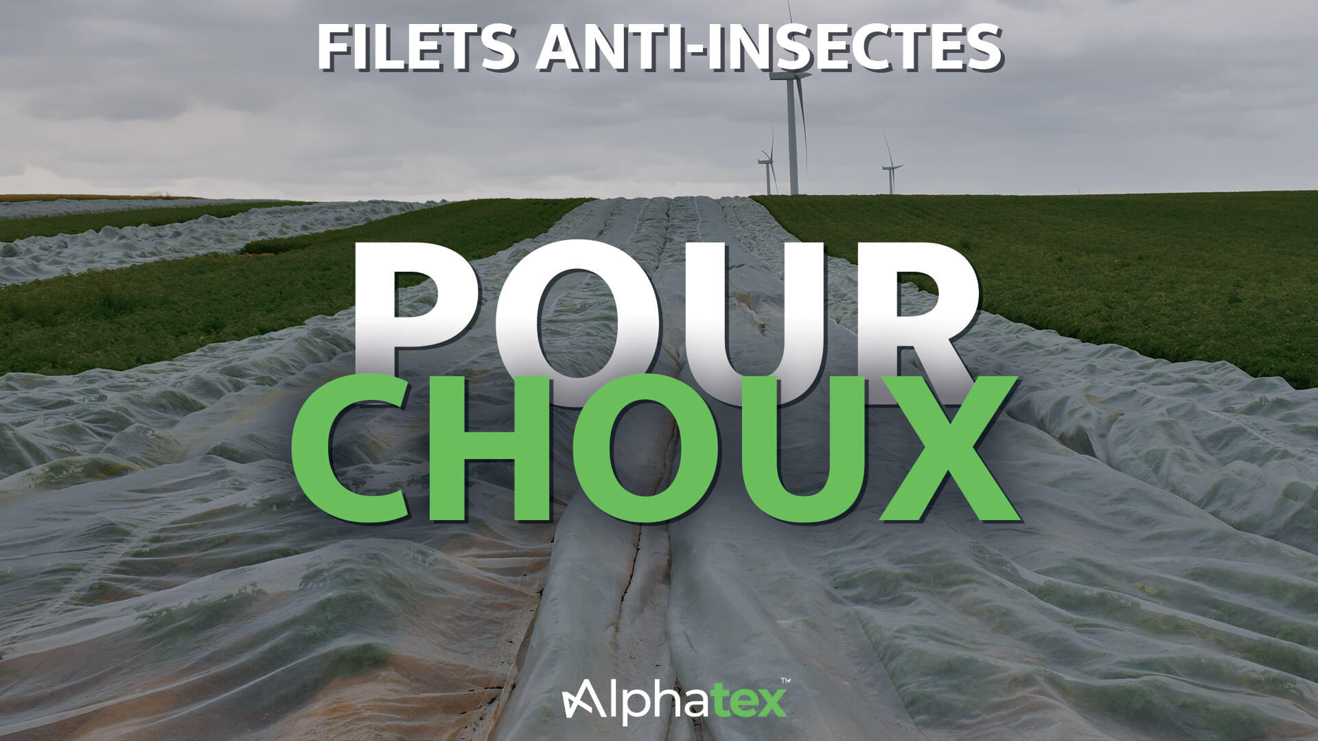 Filets anti-insectes pour choux