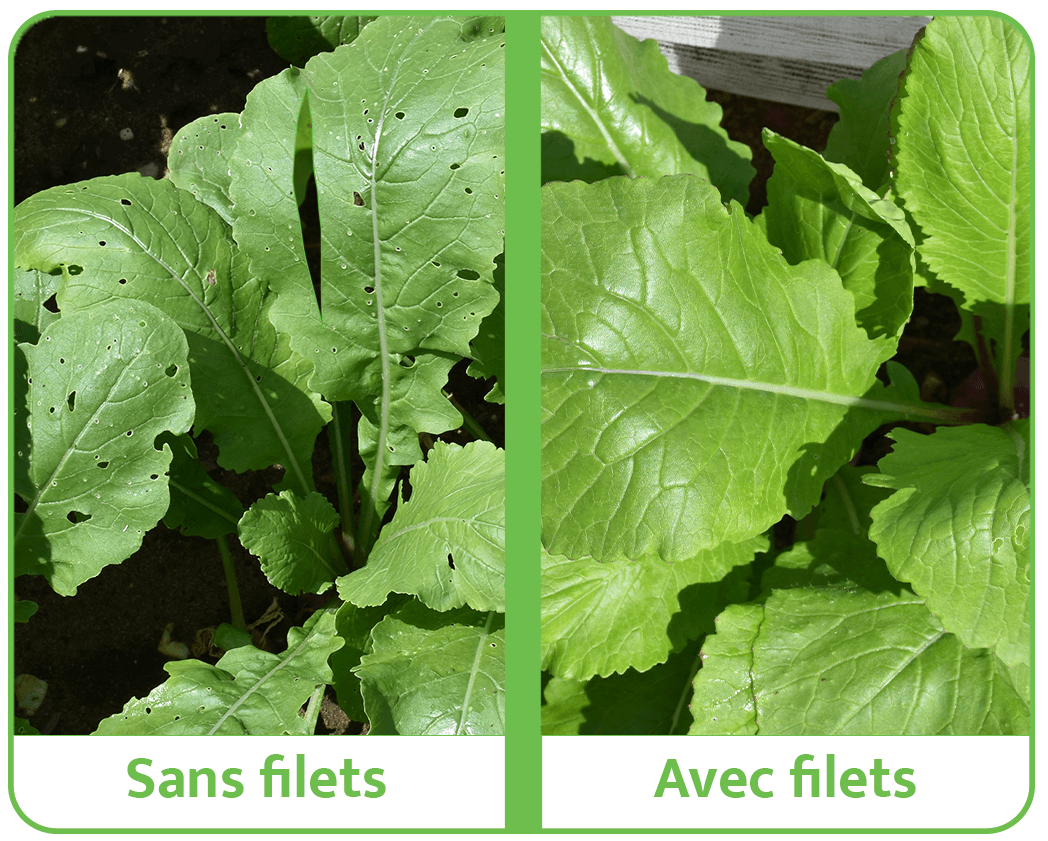 Comparaison avec et sans filet sur des cultures de navets