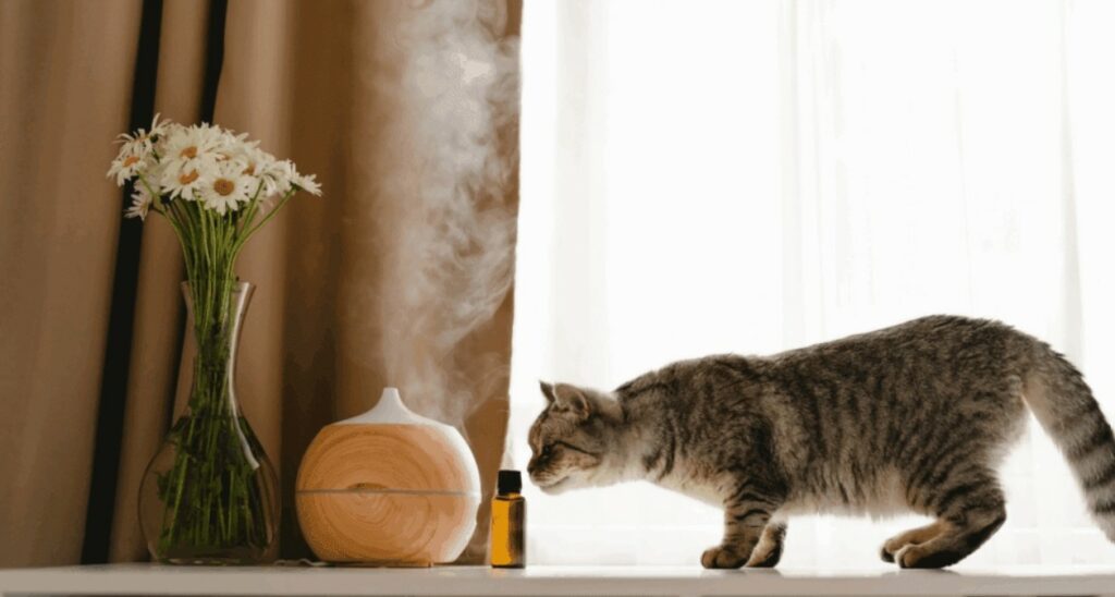 Chat en train de sentir un diffuseur de parfum dans une maison.