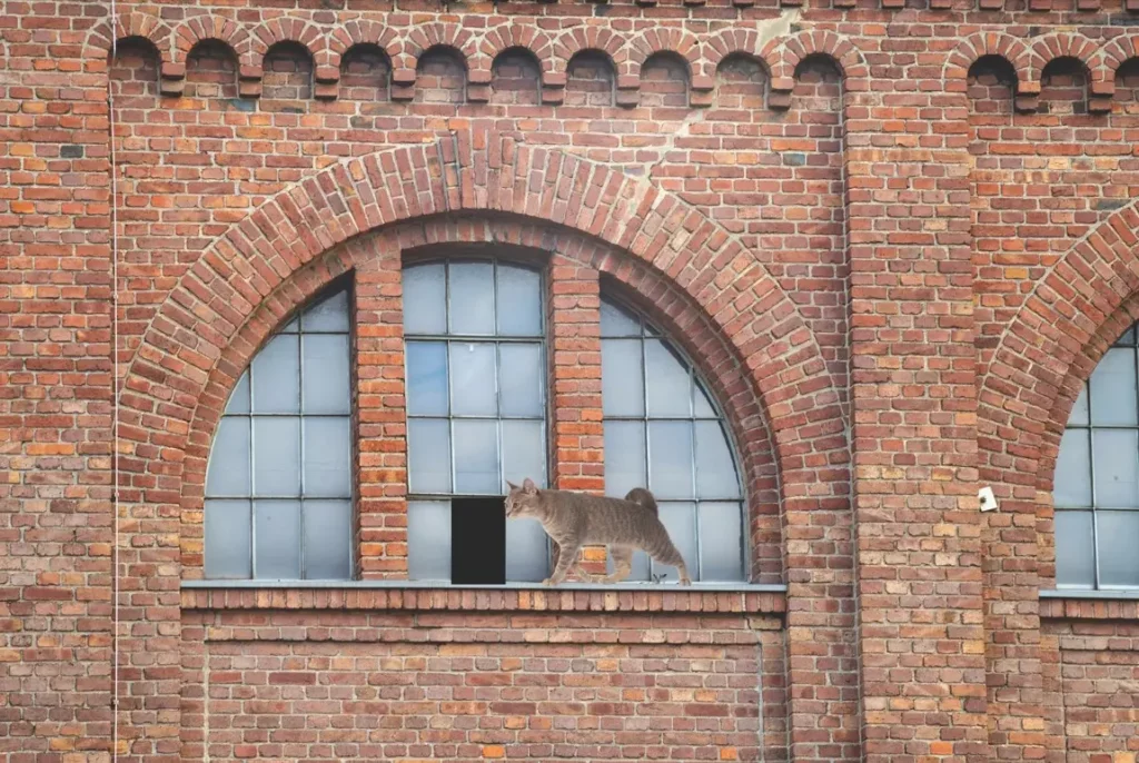 Chat essayant de rentrer dans un bâtiment sans filet anti-chat.
