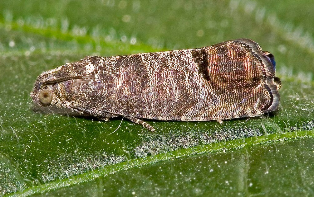 Carpocapse de la pomme