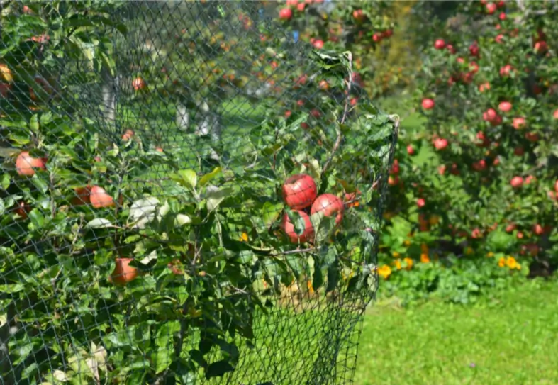 Filet Arbotex chez Alphatex