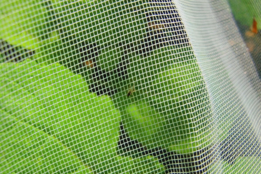 Filet anti-insectes - contre les petites altises.