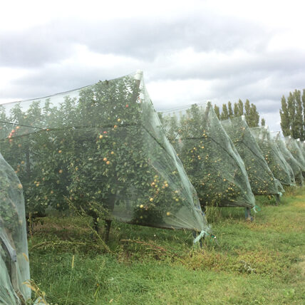 Photo d'un champ d'arbres avec le filet Alt'Tordeuse installé. 