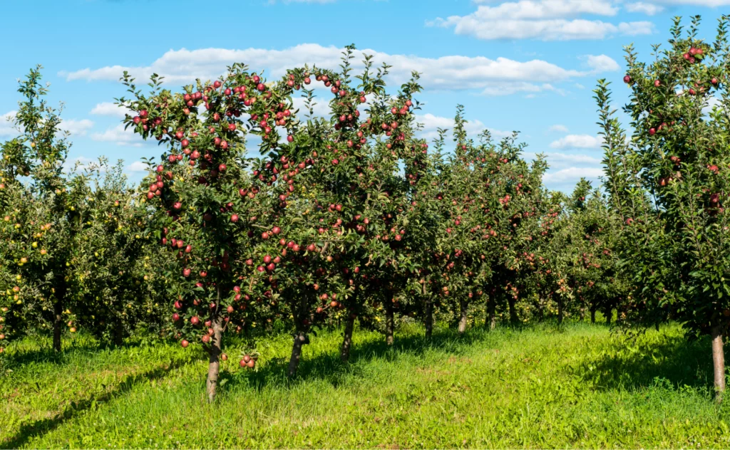 Photo d'un champ d'arbres fruitiers.