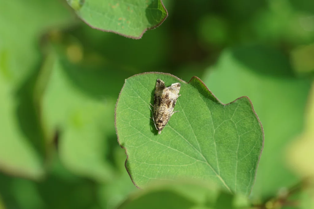 Photo d'une tordeuse de fraisier.
