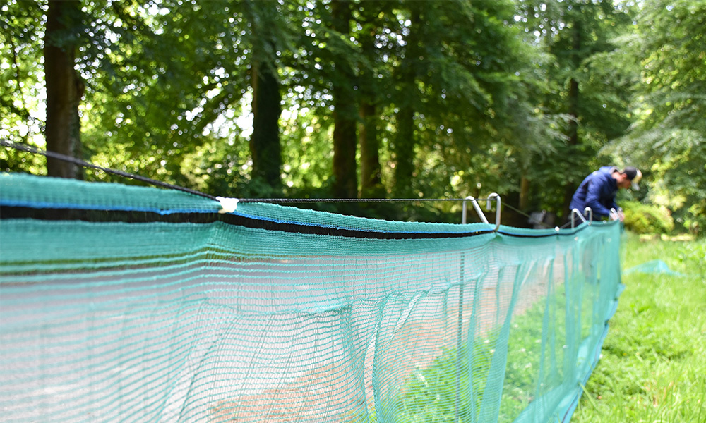 attache filet d'un filet batracien