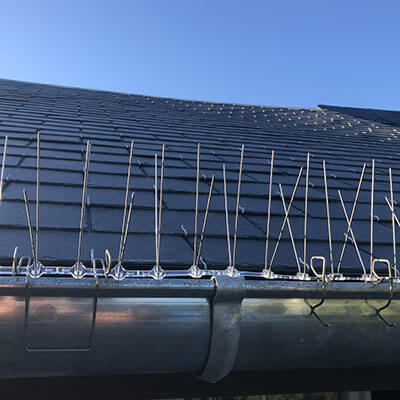 Pics anti-oiseaux Easy Spikes sur gouttière