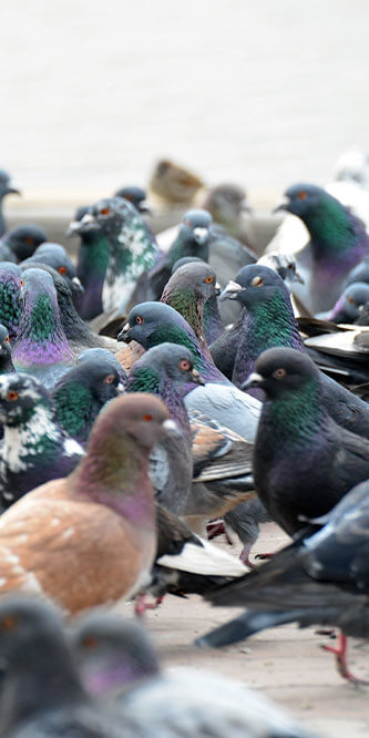 Pigeons